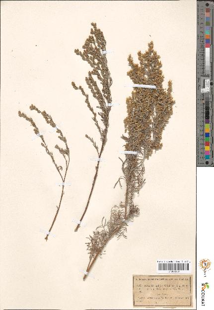 spécimen de Artemisia sp.