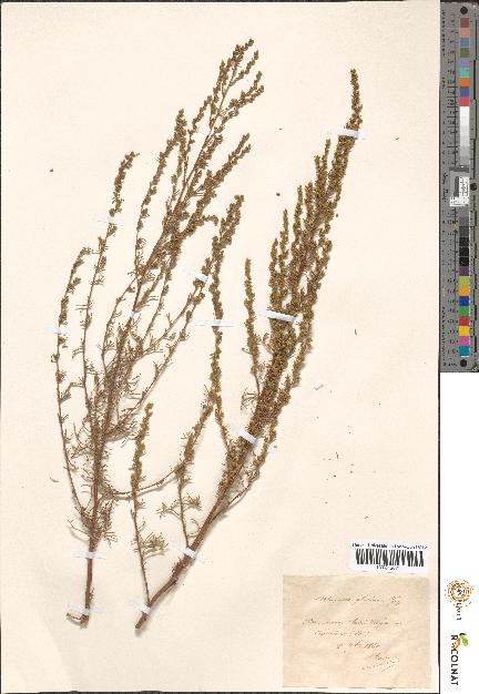 spécimen de Artemisia sp.