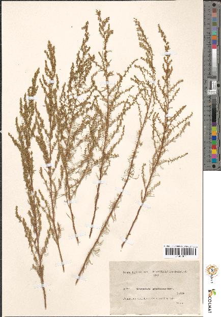 spécimen de Artemisia sp.