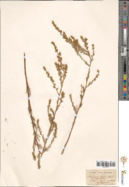 spécimen de Artemisia sp.