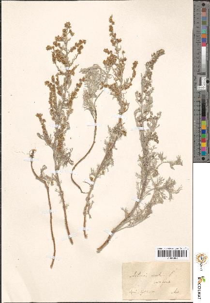 spécimen de Artemisia sp.