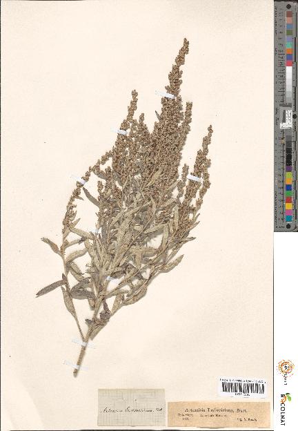 spécimen de Artemisia sp.