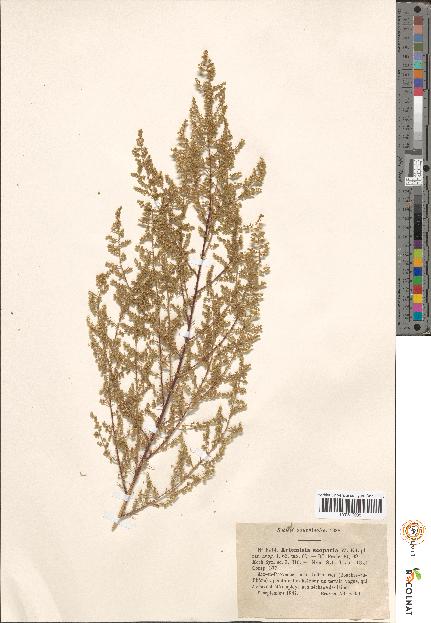 spécimen de Artemisia sp.