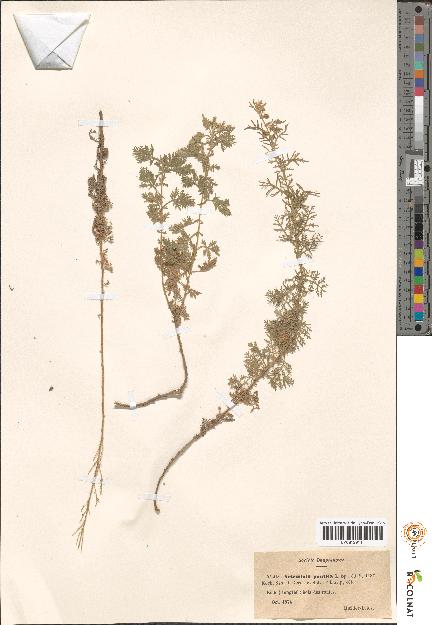 spécimen de Artemisia sp.