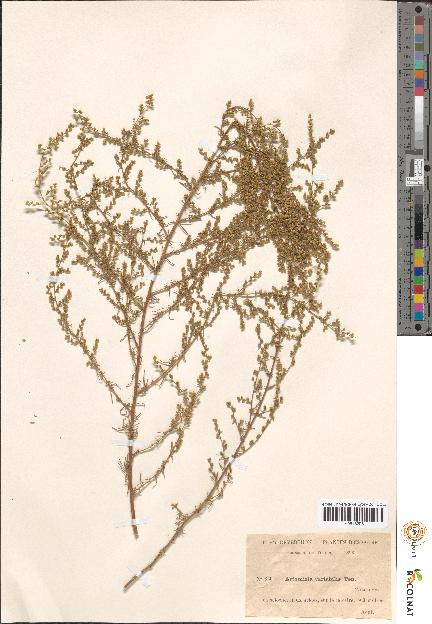 spécimen de Artemisia sp.