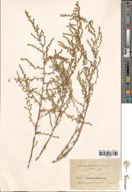 spécimen de Artemisia sp.