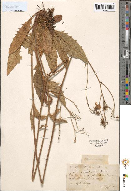 spécimen de Hieracium sp.