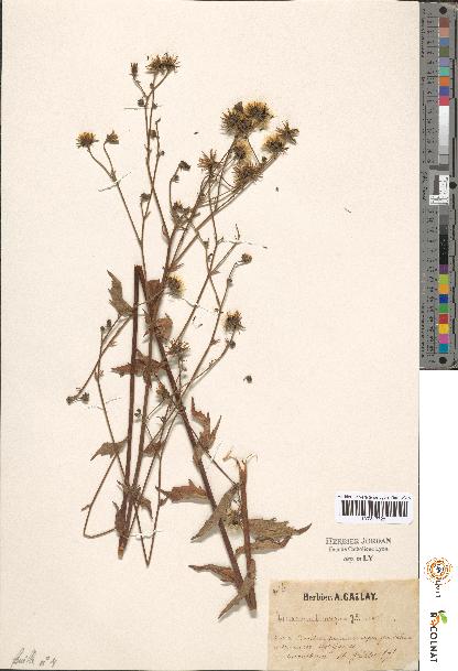 spécimen de Hieracium sp.