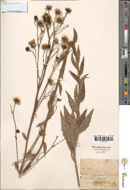 spécimen de Hieracium sp.