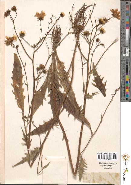 spécimen de Hieracium sp.