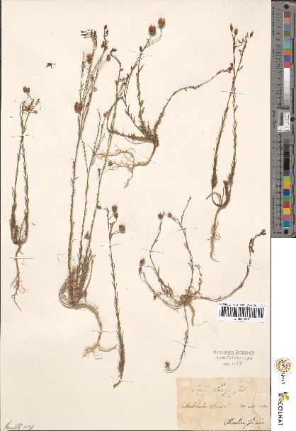 spécimen de Linum sp.