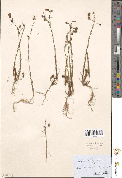 spécimen de Linum sp.