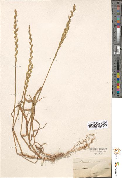 spécimen de Lolium sp.