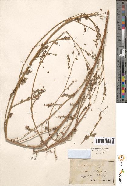 spécimen de Melilotus sp.