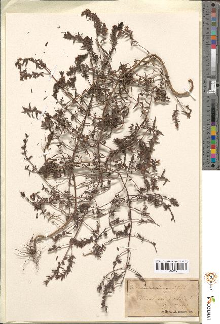 spécimen de Odontites sp.