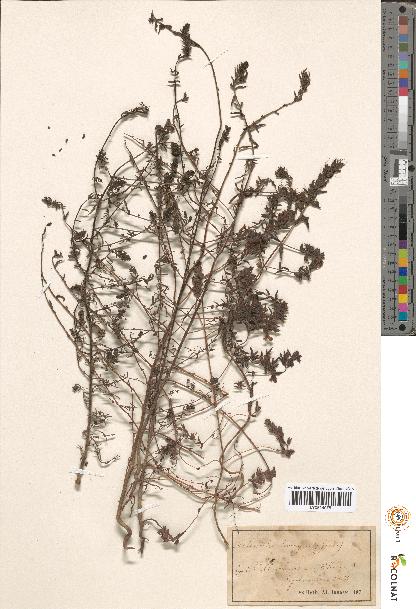 spécimen de Odontites sp.