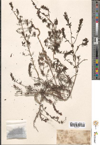 spécimen de Odontites sp.