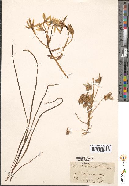 spécimen de Ornithogalum sp.