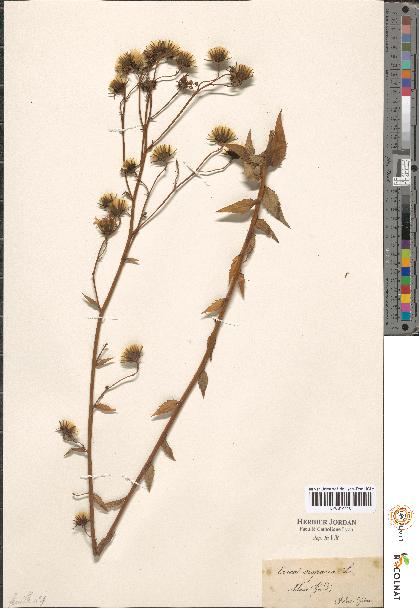 spécimen de Hieracium sp.