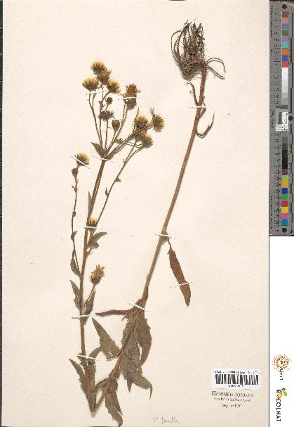 spécimen de Hieracium sp.