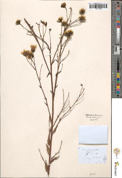 spécimen de Hieracium sp.