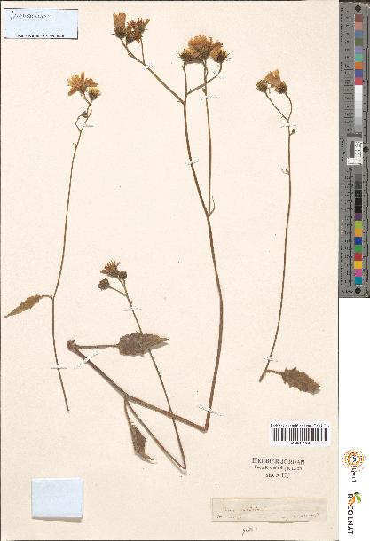 spécimen de Hieracium sp.