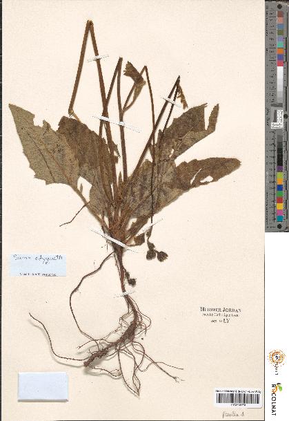 spécimen de Hieracium sp.