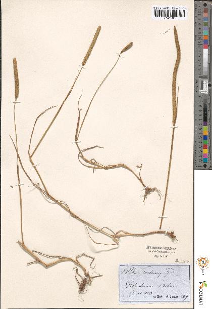 spécimen de Phleum sp.