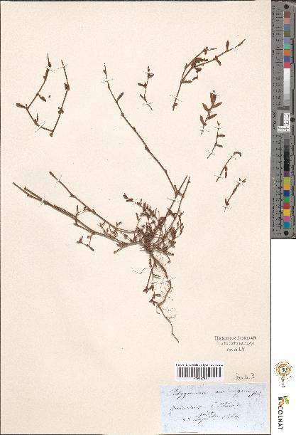 spécimen de Polygonum sp.