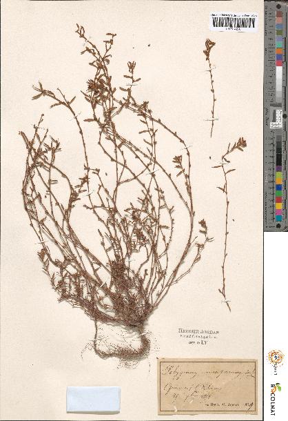 spécimen de Polygonum sp.