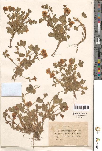 spécimen de Potentilla sp.