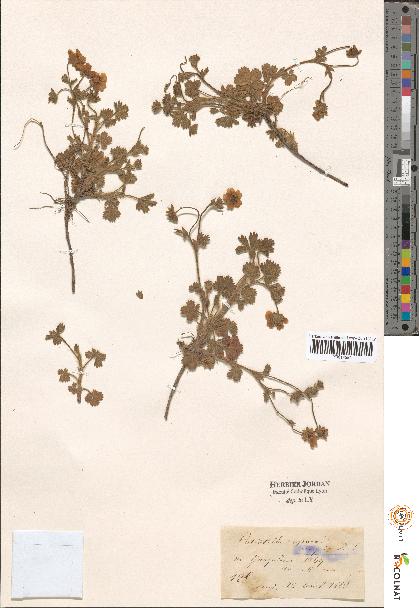 spécimen de Potentilla sp.