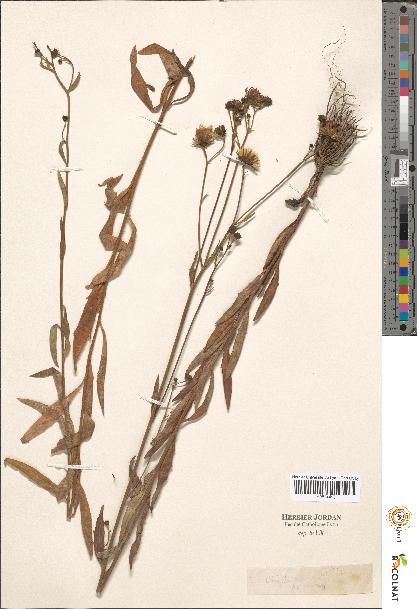 spécimen de Hieracium sp.