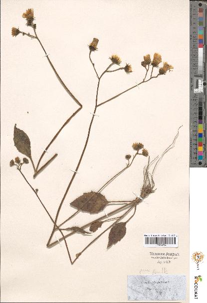 spécimen de Hieracium sp.