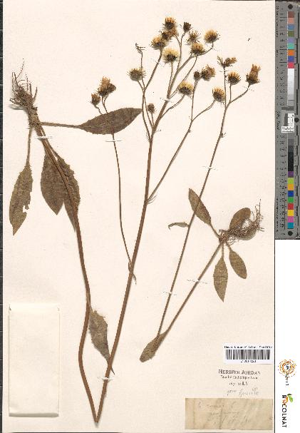 spécimen de Hieracium sp.