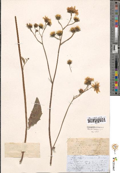 spécimen de Hieracium sp.