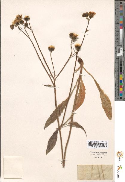 spécimen de Hieracium sp.