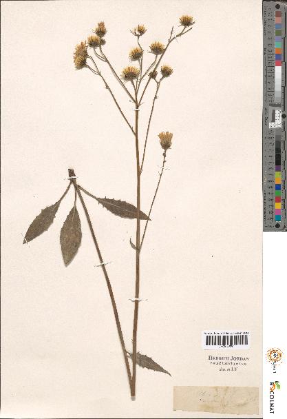 spécimen de Hieracium sp.