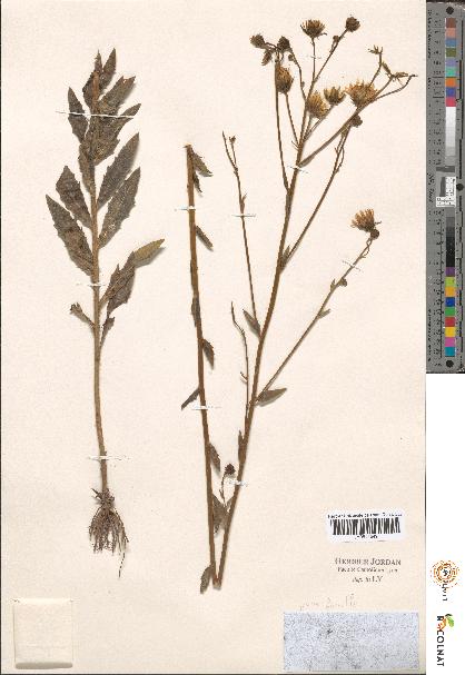 spécimen de Hieracium sp.