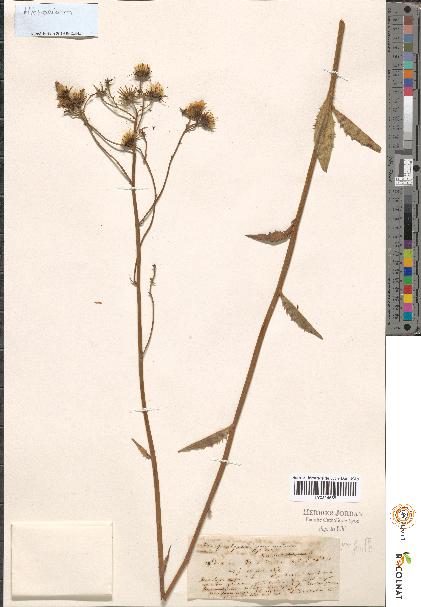 spécimen de Hieracium sp.