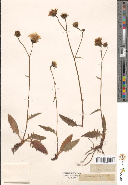 spécimen de Hieracium sp.