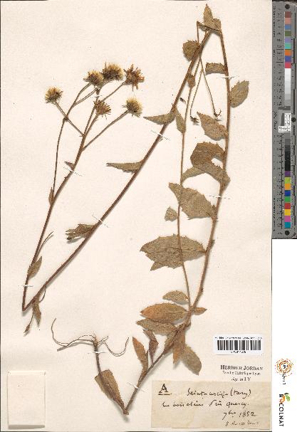 spécimen de Hieracium sp.