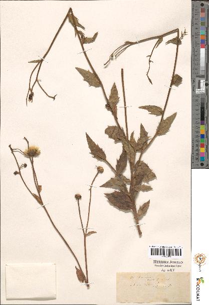 spécimen de Hieracium sp.