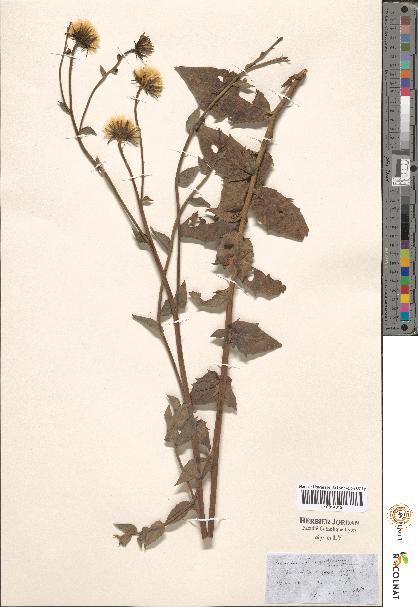 spécimen de Hieracium sp.