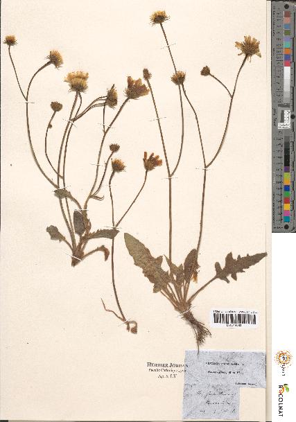 spécimen de Hieracium sp.