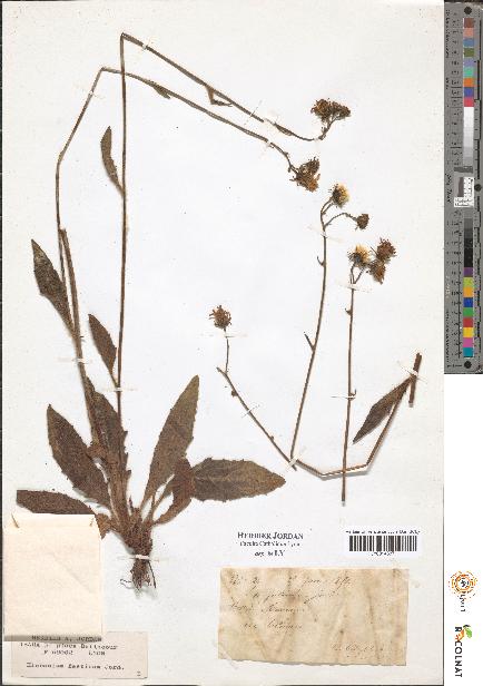 spécimen de Hieracium sp.