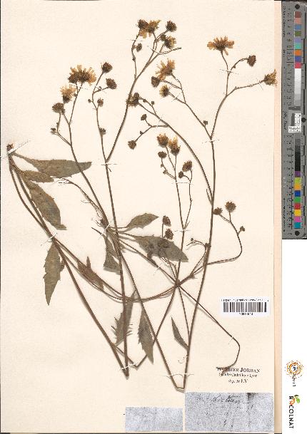 spécimen de Hieracium sp.