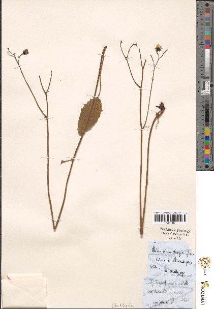 spécimen de Hieracium sp.