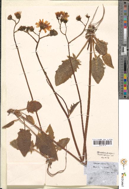 spécimen de Hieracium sp.