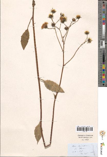 spécimen de Hieracium sp.